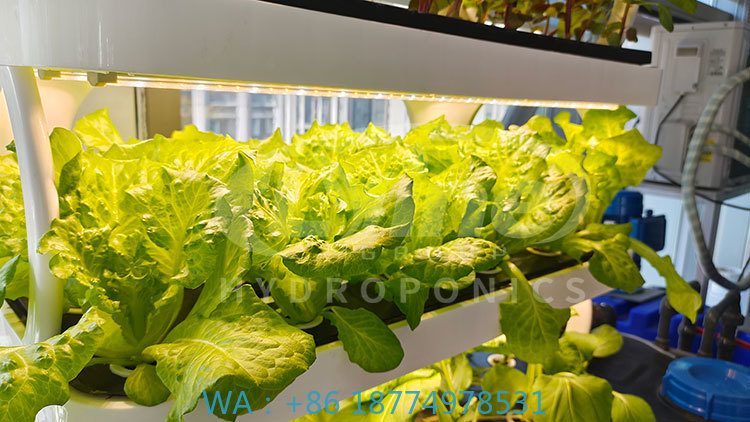 Agriculture Farming Equipments - c Agriculture Machine to Growing VegetableLettuce