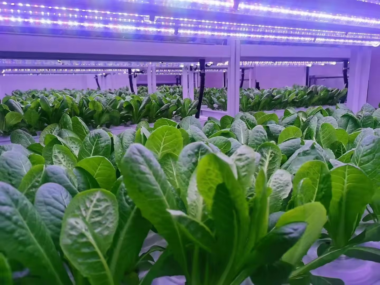 f Greenhouse Agricultural Equi - Agriculture Farming Equipments review and price